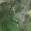 IMG_1368 Lestes barbarus